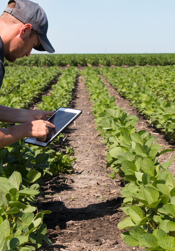 Agronomist Using a Tablet in an Agricultural FieldAgronomist Using a Tablet in an Agricultural Field