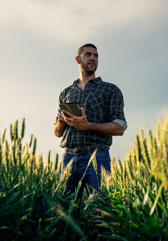 Young farmer in a wheat field, using a tablet and examining crop.